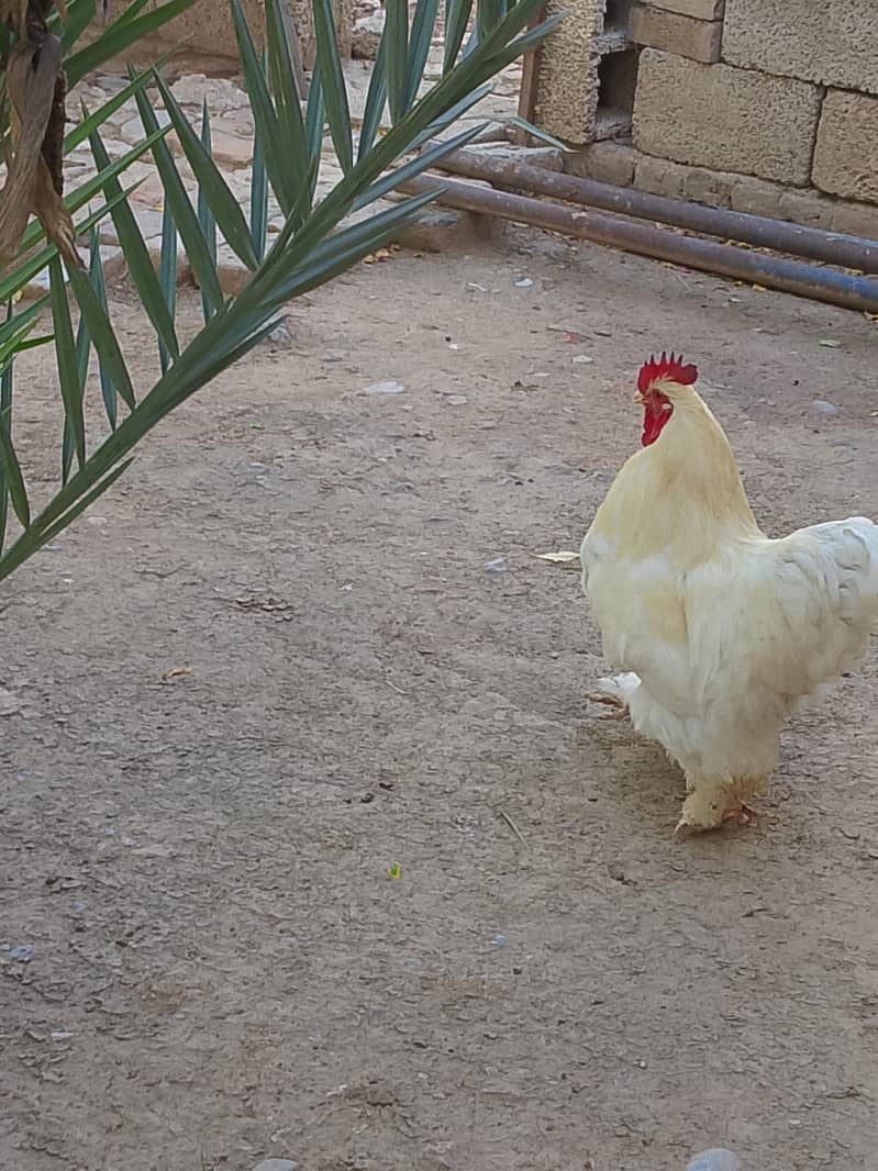 white have buff pair 3