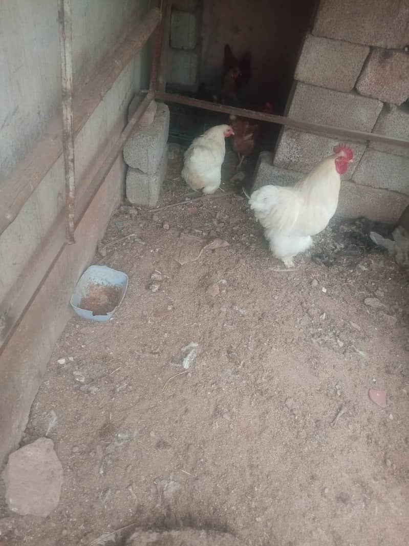 white have buff pair 4