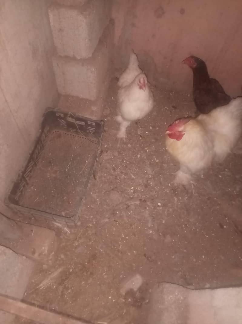 white have buff pair 5