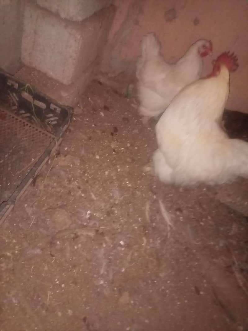 white have buff pair 6