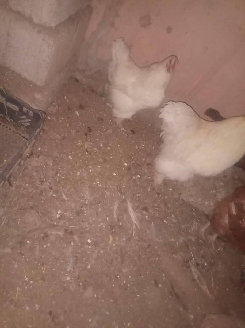 white have buff pair 7