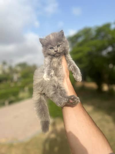 Triple Coated Persian Kitten n adult cat both females