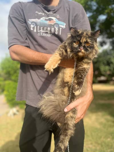 Triple Coated Pregnant Persian breeder female