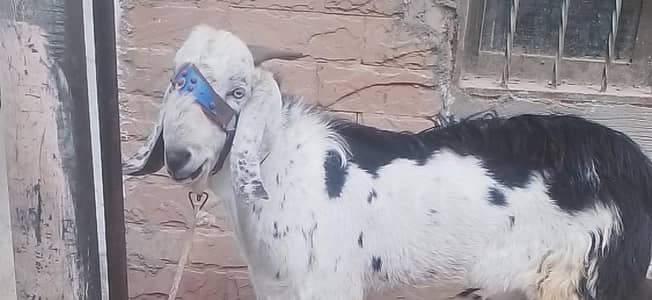 2 BAKRY URGENT SELL FOR QURBANI BAKRY