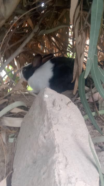 rabbits for sell