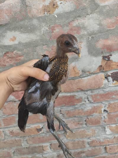 pure dragon chicks