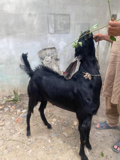 Bakara for Qurbani /sadqa/ haqiqa