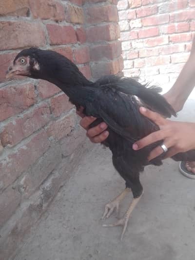 pure aseel pair, 1 year old, urgent sale