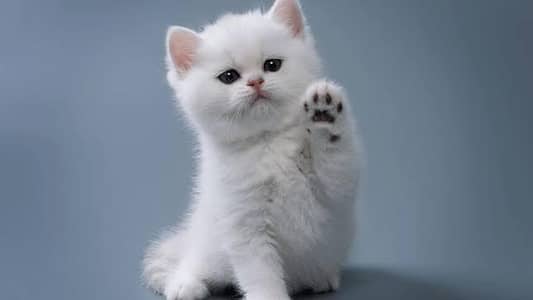 white Persian cat kittens for sale