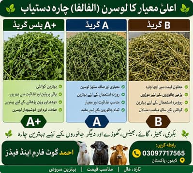 Alfalfa hay / chana missa / mungi chaan / Goats / sheeps / horses