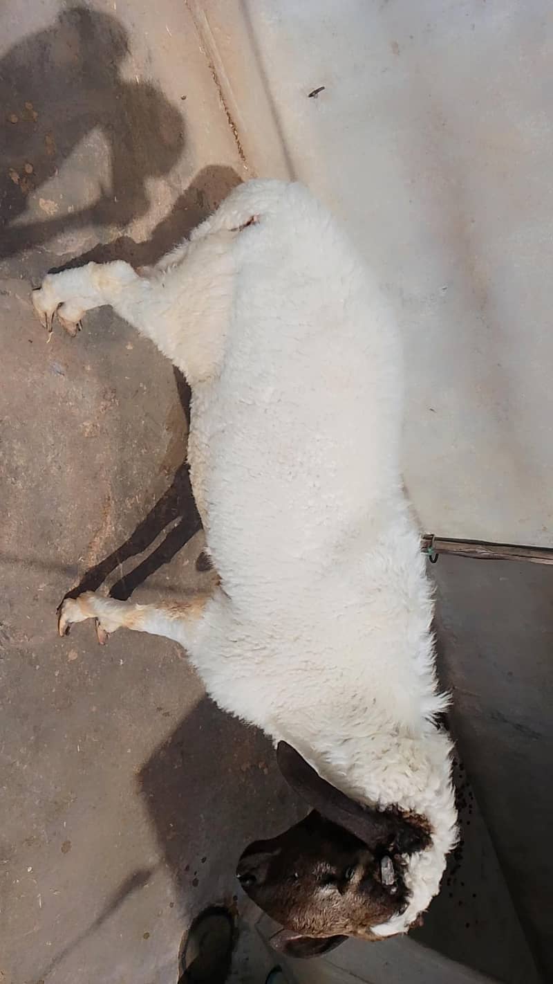  sheep 2