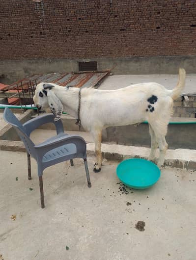 Bakra for sale