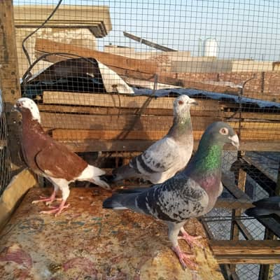 pigeons for sale