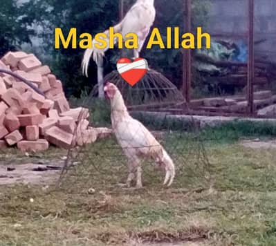 whatsapp number 03340954150