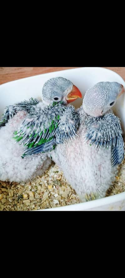 Alexanderain Kashmiri Raw jumbo size chick 03091489914