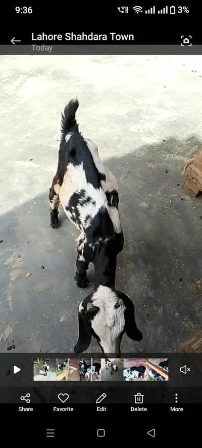 Bakra foar sale 03295534870