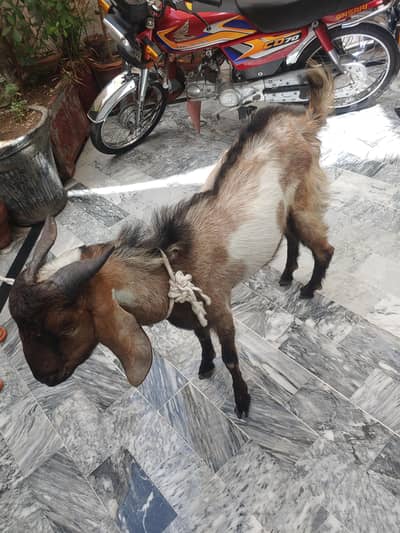 Bakra (donda )