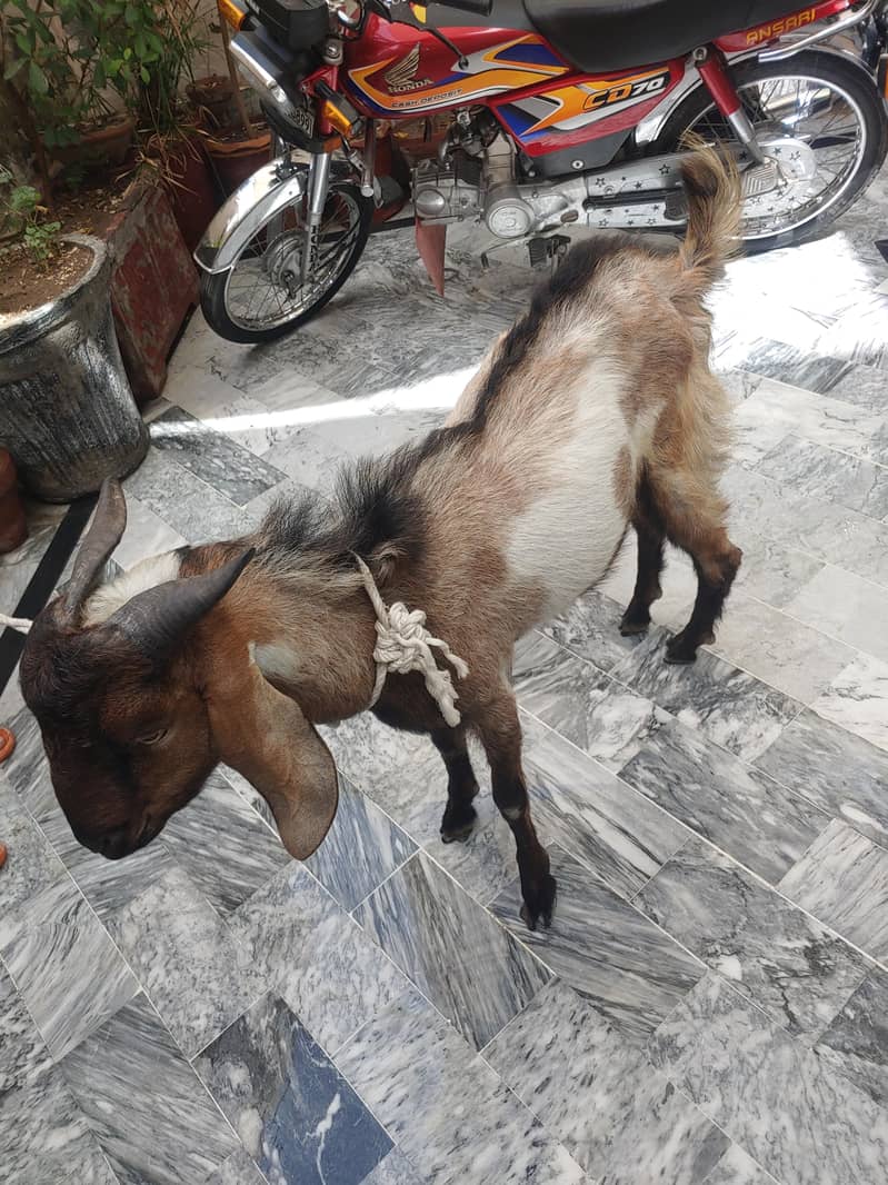 Bakra (donda ) 0