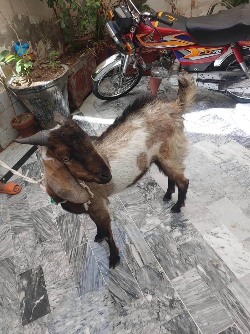 Bakra (donda ) 1