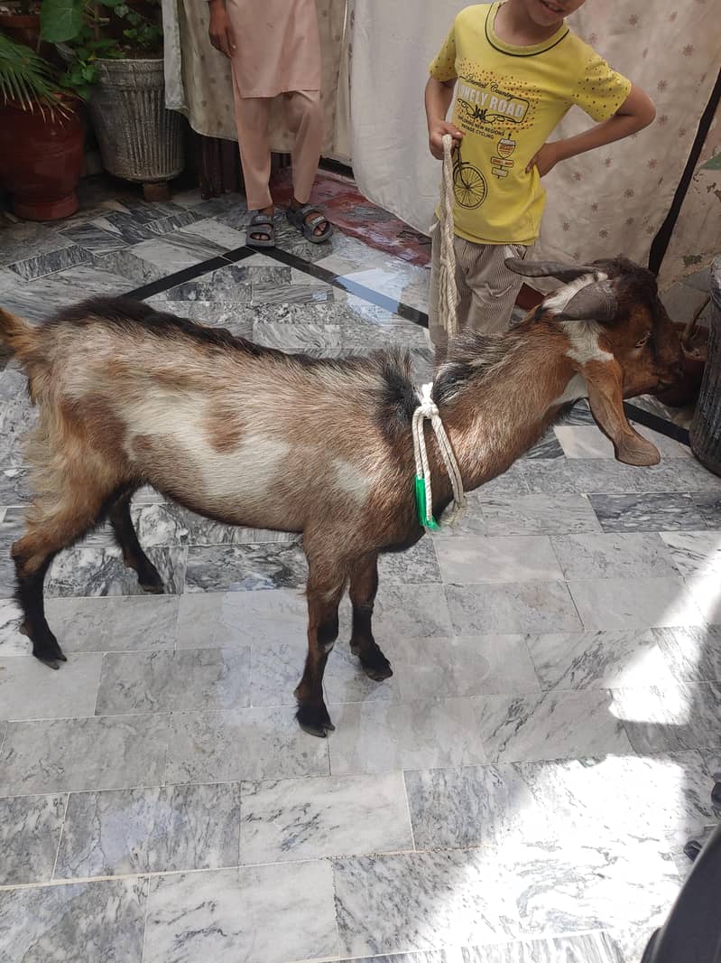 Bakra (donda ) 2