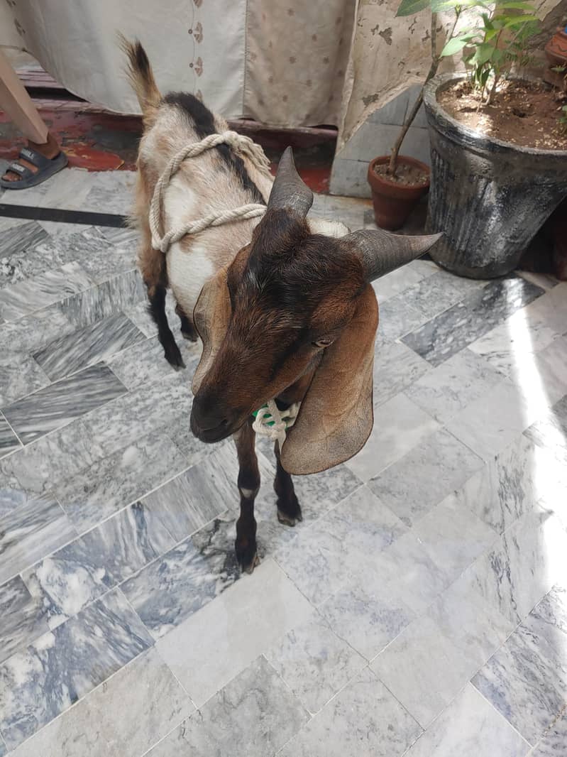 Bakra (donda ) 3