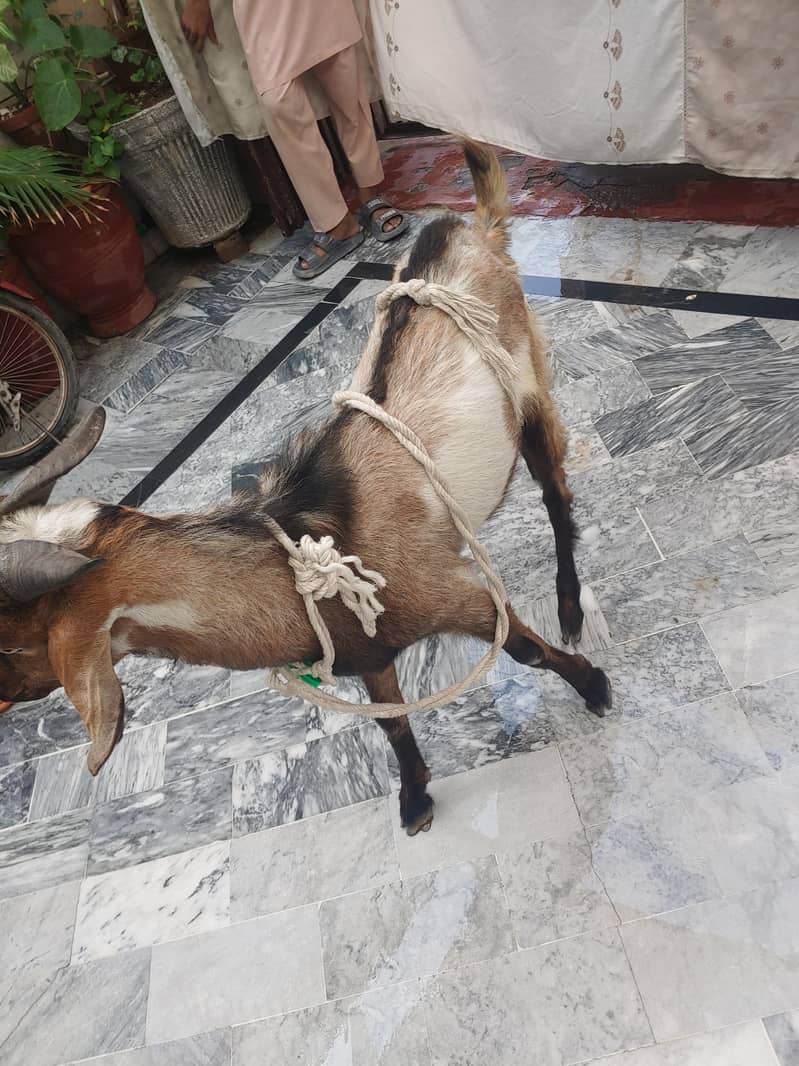 Bakra (donda ) 4