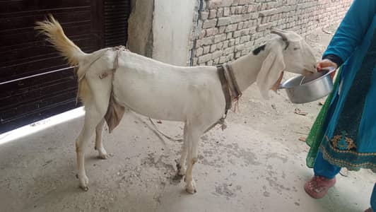 white Bakri . . . . . 75000