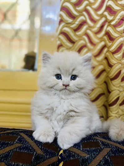 persian cat for sale Sana WatsapppNumber0318-8125-506