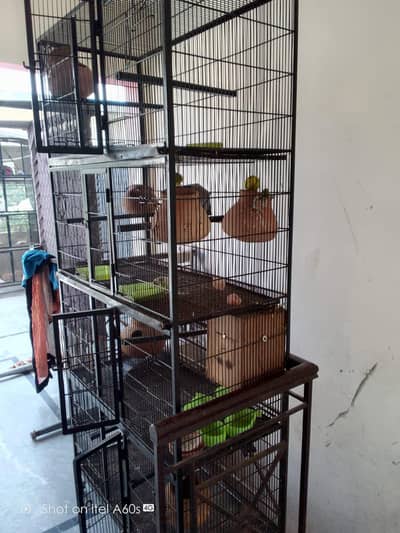 parots For SALE