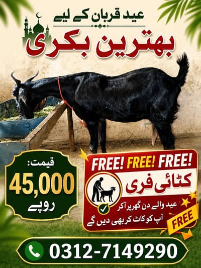 Bakri for Sell | Onilne Qasai Book Karen