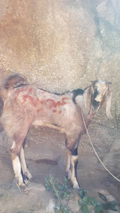 billy goat