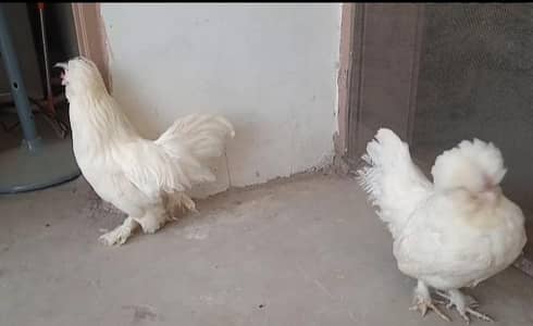 01 White Sultan pair 01 Silki Male available polish Bantam sebrite