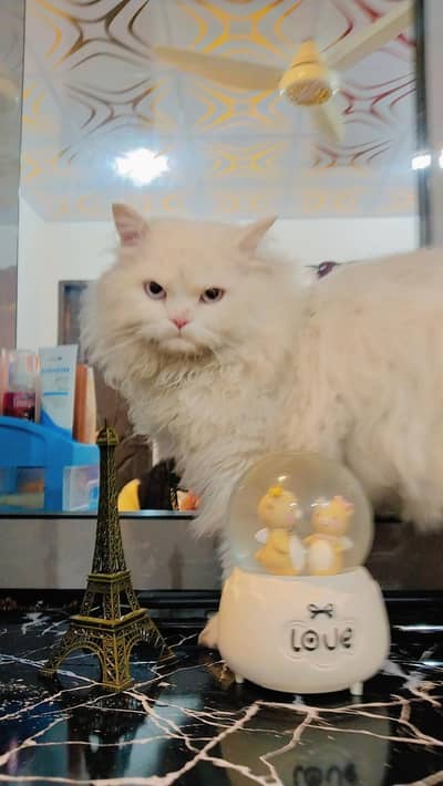 White Persian male cat fo sale