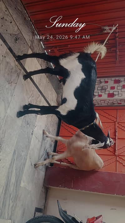 khassi dondy bakray jori