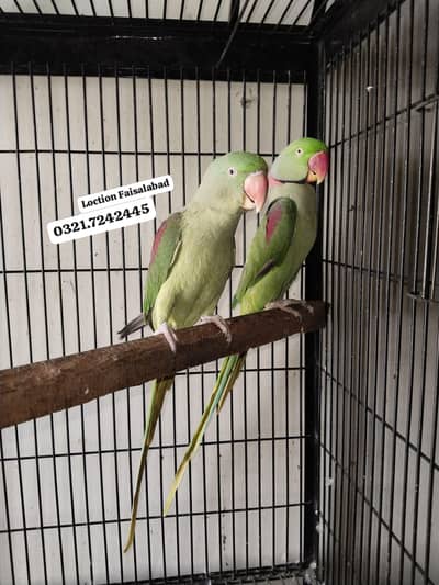 Raw breeder pair Rs 31500