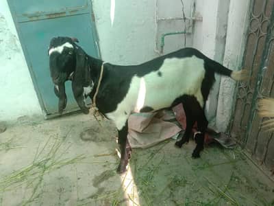 2 bakray for sale