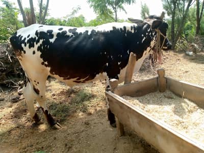 Cow Female For sale