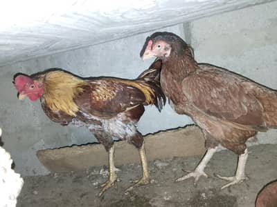 sindhi