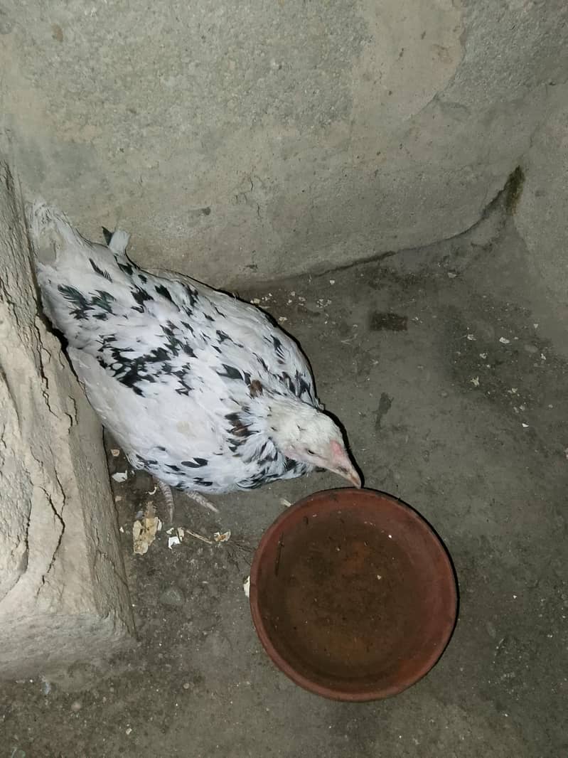 sindhi 4