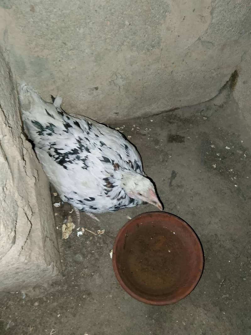 sindhi 5