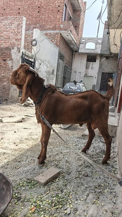 Desi bakra full active and healthy
