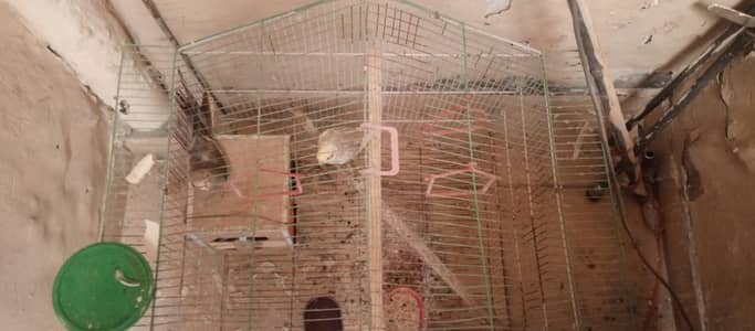 Cocktail Parrots White Pair Along Baby and Cage.