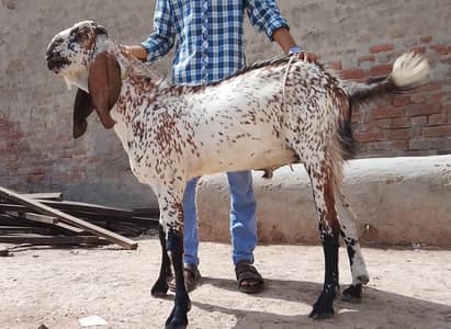 4 teeth Bakra for qurbani for sale