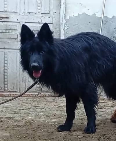 important blood line puppies. for sale  03424061400