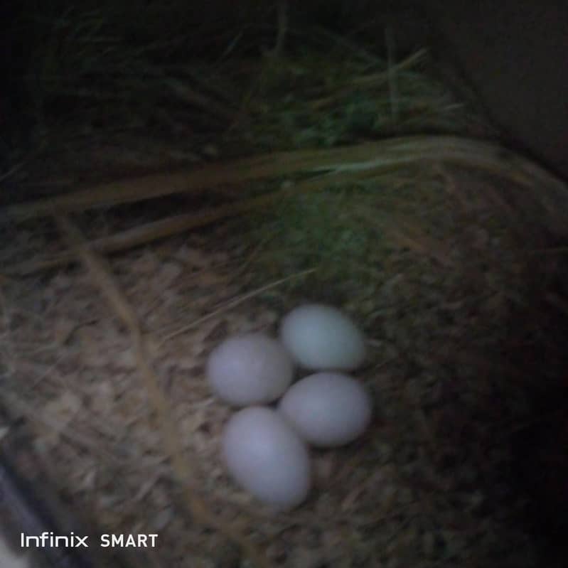 four eeg 1