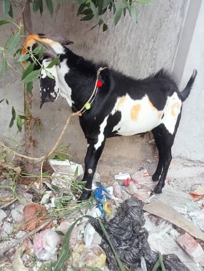 dise bakra 2 dant me acha ghr ka bakra hai
