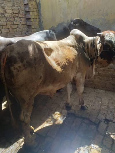 bachra wacha //  bull  Desi wacha