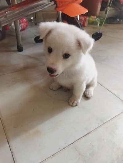 Russian dog