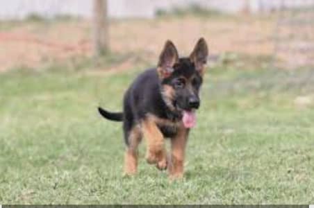 original Garman shepherd puppy