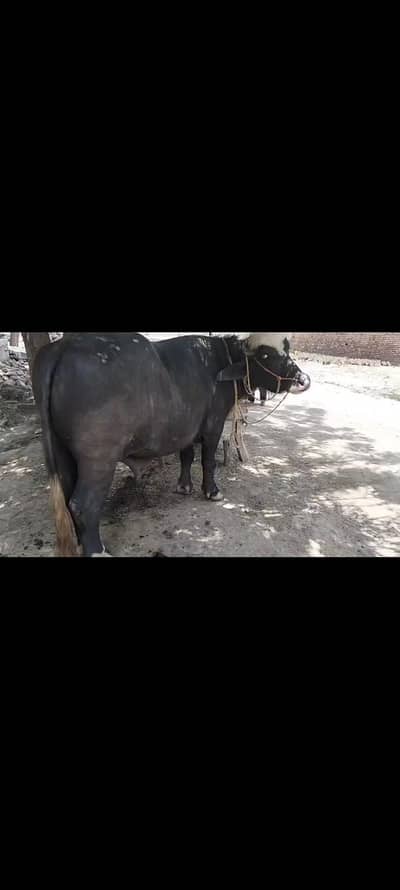 buffalo